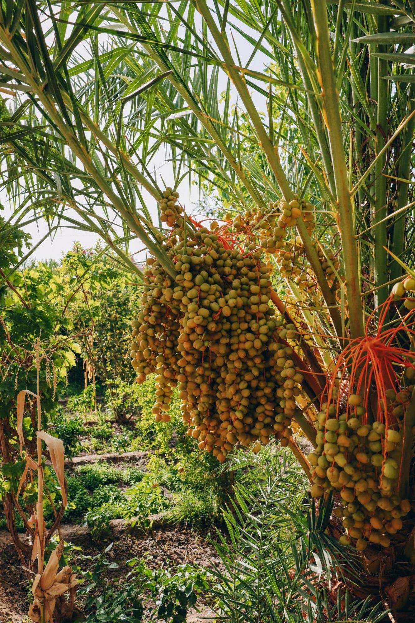 Riad Aman Skoura Ngoại thất bức ảnh