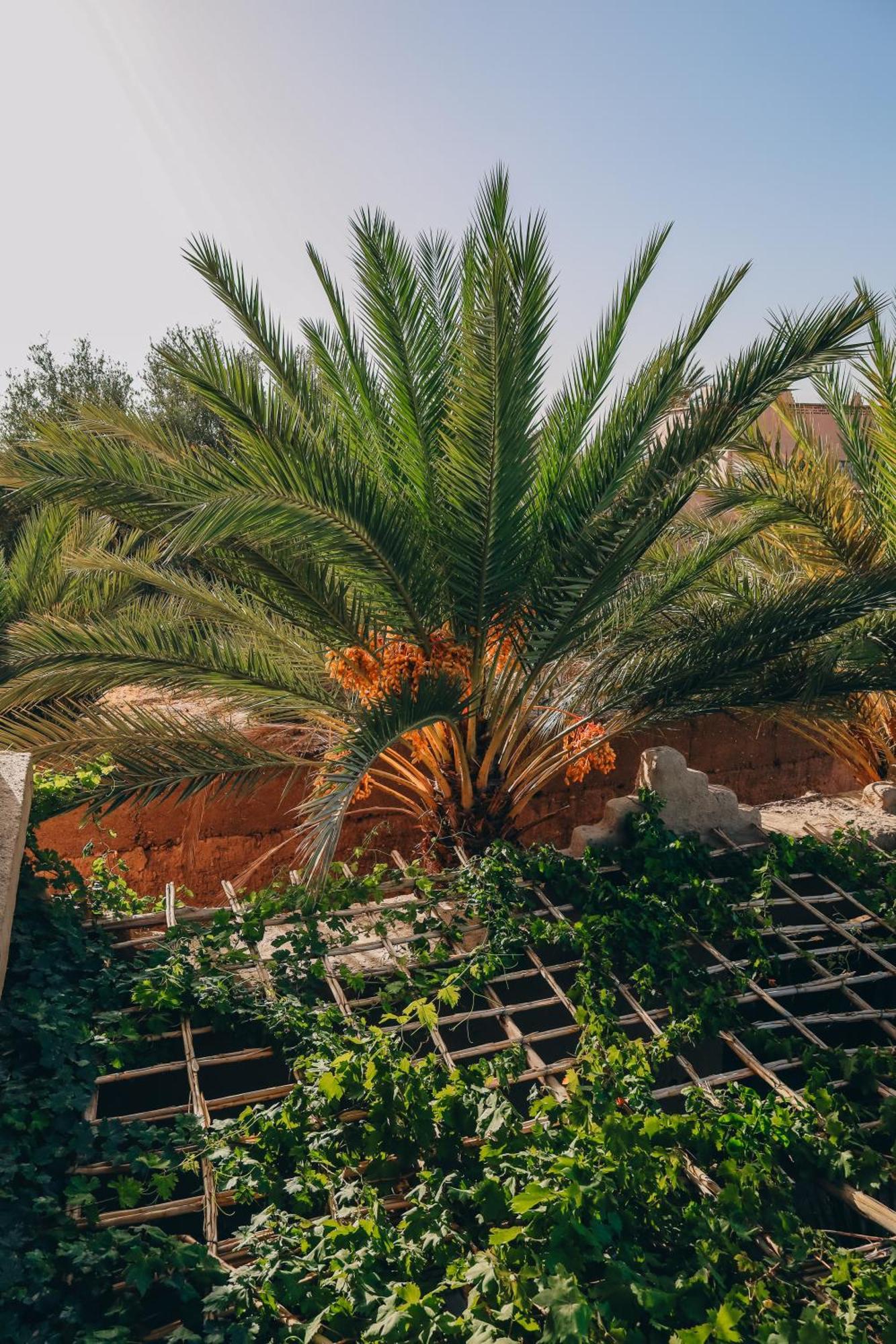 Riad Aman Skoura Ngoại thất bức ảnh